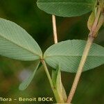 Trifolium spadiceum Deilen