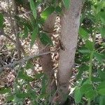 Alangium salviifolium 樹皮