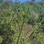 Euphorbia gossypina Bark