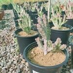 Caralluma arabica Hoja