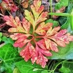 Geranium purpureumഇല