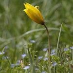 Tulipa sylvestris Blomst