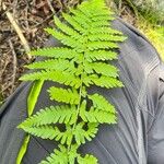 Dryopteris filix-mas 葉