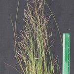 Eragrostis acutiflora Прочее