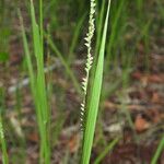 Setaria gausa Flower