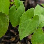 Epimedium alpinum Fuelha