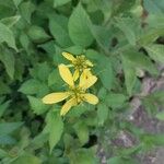 Verbesina encelioides Flower