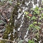 Betula pubescens Bark