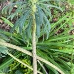 Euphorbia × martini Bark