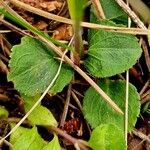 Moneses uniflora Leaf