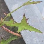 Lactuca muralis Feuille