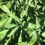 Justicia calycina Leaf