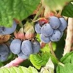 Rubus caesius Fruit