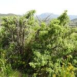 Juniperus macrocarpa Habitus