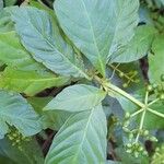 Psychotria carthagenensis Hoja