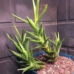 Aloe juvennaHostoa