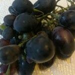Vitis vinifera Плод