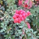 Berberis aggregata Fruit