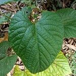 Clerodendrum japonicum برگ