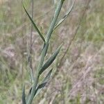 Linaria genistifolia Лист