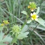 Ranunculus muricatus Fruit