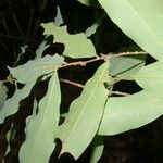 Oxandra venezuelana Hoja