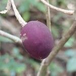 Noronhia ambrensis Fruit