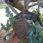 Kalanchoe marnieriana Leaf