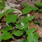 Maianthemum bifolium Лист