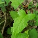 Adenocaulon bicolor Feuille