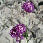 Polygala longicaulis Blüte