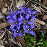 Gentiana septemfida फूल