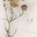 Ptilostemon gnaphaloides Flower