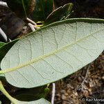 Quercus chrysolepis পাতা