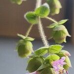 Origanum dictamnus Flower