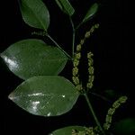 Phoradendron piperoides 果實