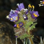 Polemonium chartaceum