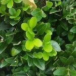 Buxus sempervirensHostoa