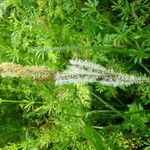 Carex barbarae Bark