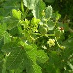 Jatropha chevalieri ഫലം