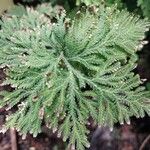 Selaginella involvens Foglia