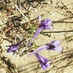 Delphinium gracileFlower