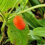 Podophyllum hexandrum Vili