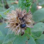 Elephantopus mollis Fruit