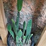 Opuntia elata List