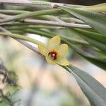 Octomeria grandiflora Flower