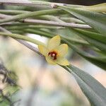 Octomeria grandiflora Blodyn