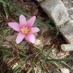 Zephyranthes carinata Flower