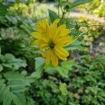 Silphium perfoliatum പുഷ്പം