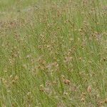 Carex stenophylla Hábito